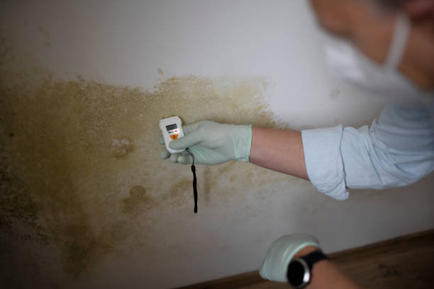 Best Emergency Mold Remediation in Davisboro, GA