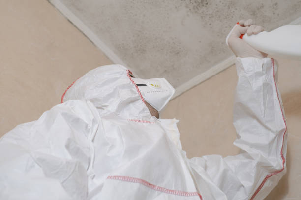 Reliable Davisboro, GA Mold Remediation Solutions
