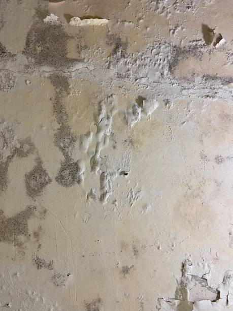 Best Mold Remediation for Specific Building Types in Davisboro, GA
