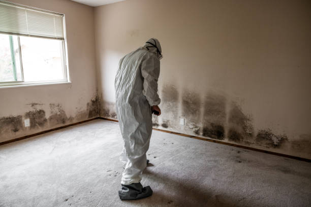 Trusted Davisboro, GA Mold Remediation Experts