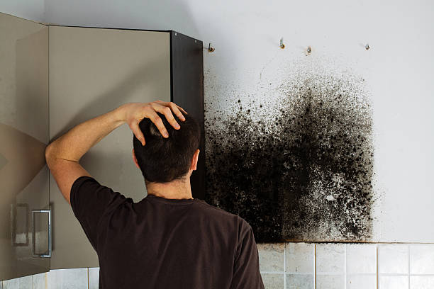 Best Insurance-Related Mold Remediation in Davisboro, GA
