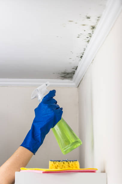 Best Insurance-Related Mold Remediation in Davisboro, GA