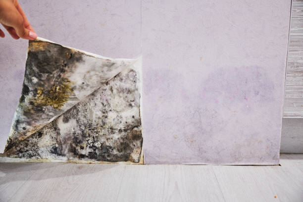 Best Black Mold Remediation in Davisboro, GA